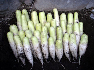PC130002.jpg