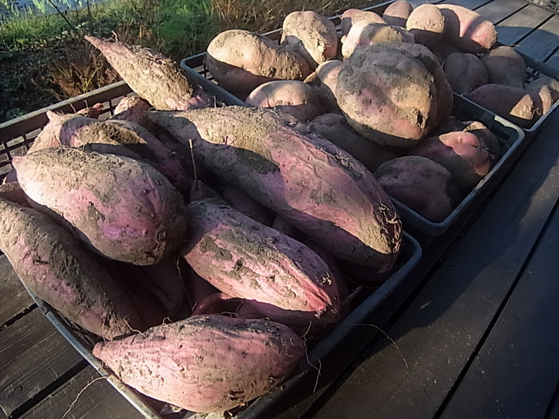 大きすぎるサツマイモ 自産自消の野菜づくり