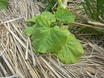 R0013318.JPG