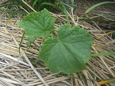 R0013319.JPG