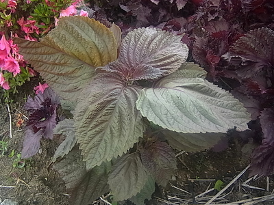 R0014834.JPG