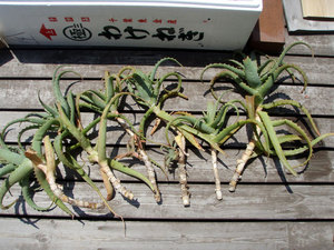 aloe2.jpg