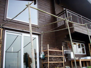 bamboo1.jpg