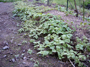 shiso1.jpg