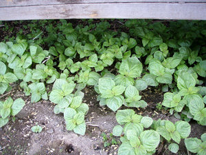 shiso2.jpg