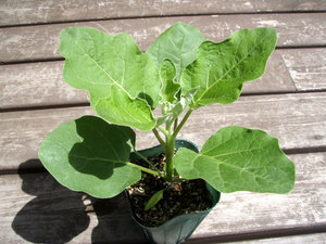thaieggplant.jpg